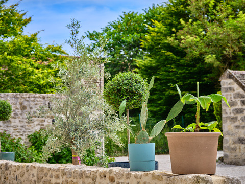 Plantes